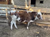 公牛, Simmental cattle — 照片 3