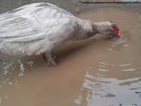 Ducks — फ़ोटो 3