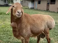 Ram, Arashan sheep — photo 4