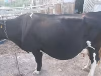 Kuh, Russian Black pied cattle — Foto 2