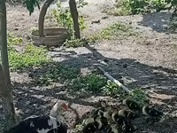 Ducks — Foto 4