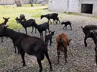 Ziege, Murcia-Granada goats — Foto 4