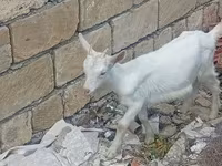 عنزة, الماعز — الصورة 2