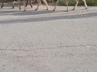 كبش, الأغنام — الصورة 2