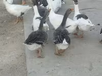 Geese — 3-rasm