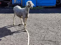 كبش, Edilbay sheep — الصورة 5