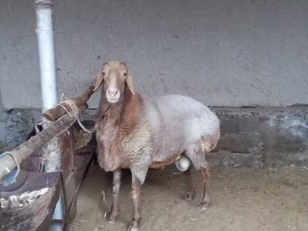 Widder, Arashan sheep