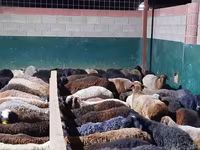 كبش, الأغنام — الصورة 4