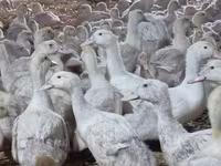 Ducks — फ़ोटो 8