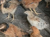 Chickens — फ़ोटो 1