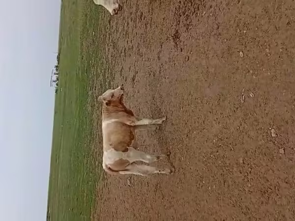 Kuh, Simmental cattle