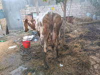 İnək, Simmental cattle — foto 4