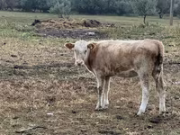 Vaca, Simmental cattle — foto 1