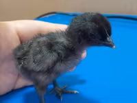 Chickens — 照片 1