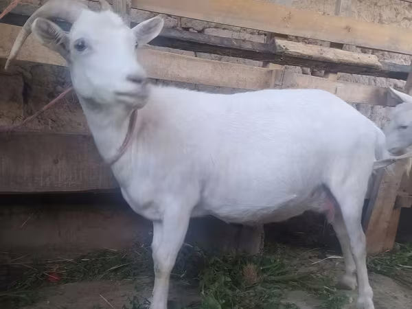Ziege, Saanen goat