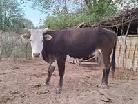गाय, हेरफोर्ड — फ़ोटो 1