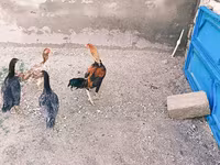 Chickens — 4-сурет