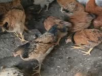 Chickens — फ़ोटो 4