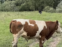 Bovinos (lote, sexo no especificado), Ganado vacuno — foto 3