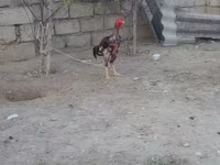 Chickens — الصورة 6