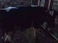 Bulle, Russian Black pied cattle — Foto 2