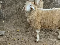 كبش, Assaf sheep — الصورة 3