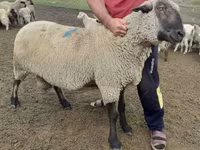 Qoʻchqor, Hampshire sheep — 2-rasm