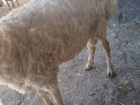 Schaf, Schafe — Foto 4