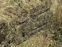 Yonca satılır.təmiz yoncadır 3-cü biçim . qiyməti 4,5. 200 pres var — الصورة 4