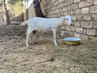 عنزة, Saanen goat — الصورة 6