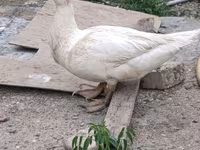 Ducks — 照片 1