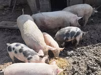 Eber, Schweine — Foto 1
