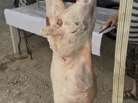 公羊, Merino sheep — 照片 2