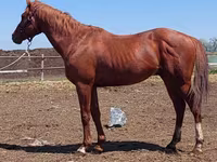Hengst, Thoroughbred horse — Foto 3