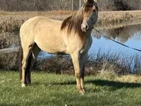 At, Rocky Mountain Horse — foto 6
