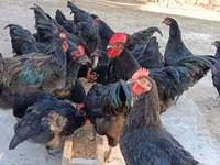 Australorp — foto 8