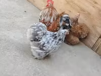 Chickens — फ़ोटो 1