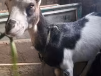 Cabra, Cabras — foto 2