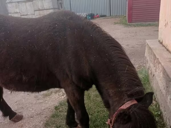 فرس, Shetland Pony