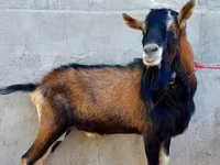 Dişi keçi, Alpine goat — foto 4