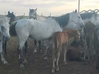 Yegua, Caballos — foto 1