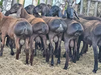 كبش, Hissar sheep — الصورة 4