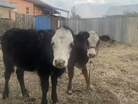 Vaca, Russian Black pied cattle — foto 5