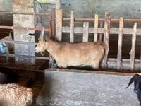 Cabra, Cabras — foto 1