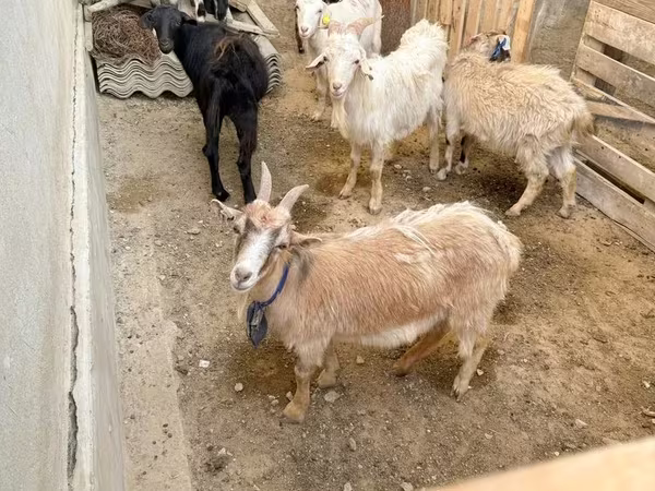 Ziege, Ziegen