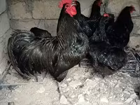 Chickens — Foto 2