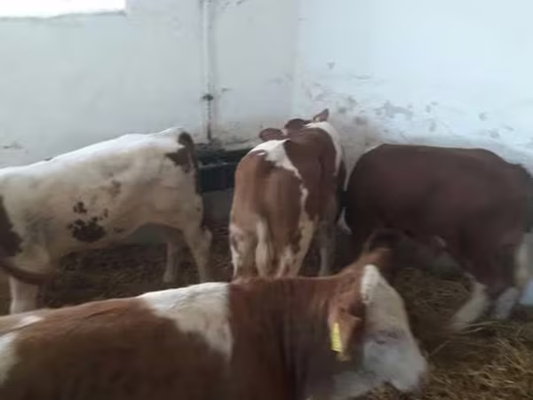 Rinder (Partie, Geschlecht nicht angegeben), Simmental cattle