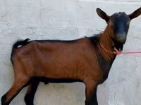 Ziegenbock, Alpine goat — Foto 4