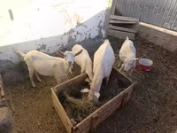 عنزة, Saanen goat — الصورة 4