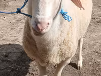 كبش, Assaf sheep — الصورة 1